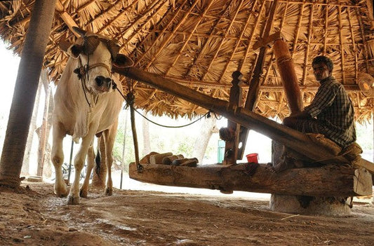Traditionally Extracted Cooking Oil