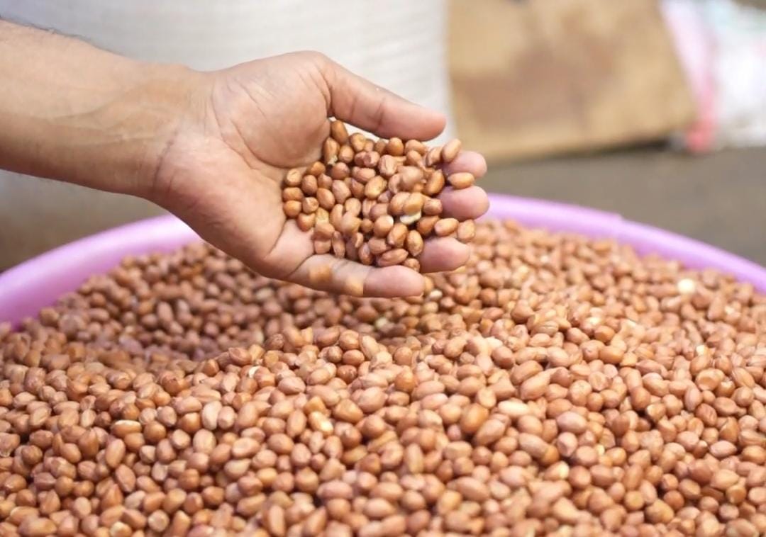 Groundnut seeds.